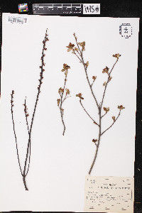 Myrica gale image
