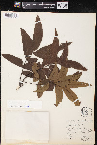 Carya aquatica image