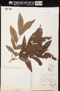 Carya aquatica image