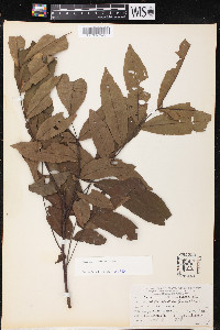 Carya aquatica image