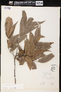 Carya aquatica image