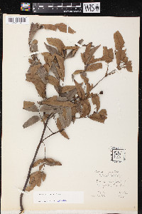 Carya aquatica image