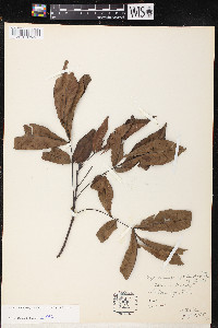Carya carolinae-septentrionalis image