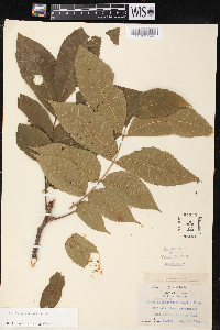 Carya illinoinensis image