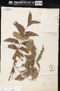 Carya illinoinensis image