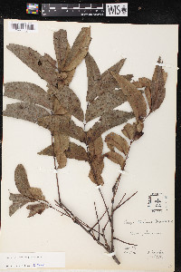 Carya illinoinensis image