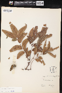 Carya illinoinensis image