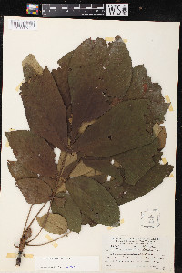 Carya laciniosa image