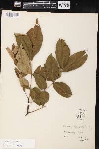 Carya ovalis image