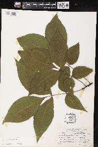 Carya ovalis image