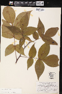 Carya ovalis image