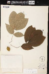 Carya ovalis image