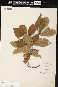 Carya ovalis image