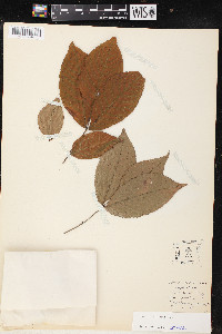 Carya ovalis image