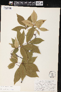 Carya pallida image