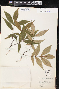 Carya pallida image