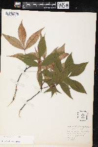 Carya pallida image