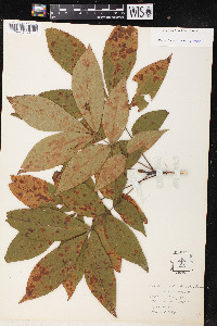 Carya pallida image