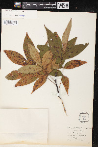 Carya pallida image