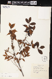 Carya texana image
