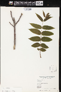 Juglans cinerea image