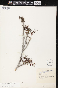 Juglans microcarpa image