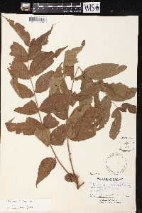 Juglans hirsuta image