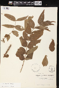 Juglans hirsuta image