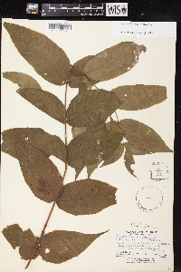 Juglans hirsuta image