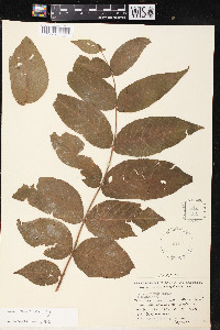 Juglans hirsuta image