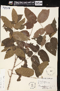 Juglans mollis image