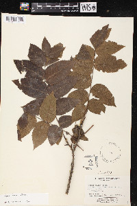 Juglans mollis image