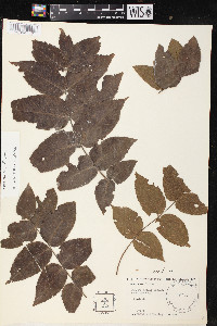 Juglans mollis image