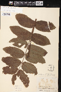 Juglans neotropica image