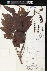 Juglans neotropica image