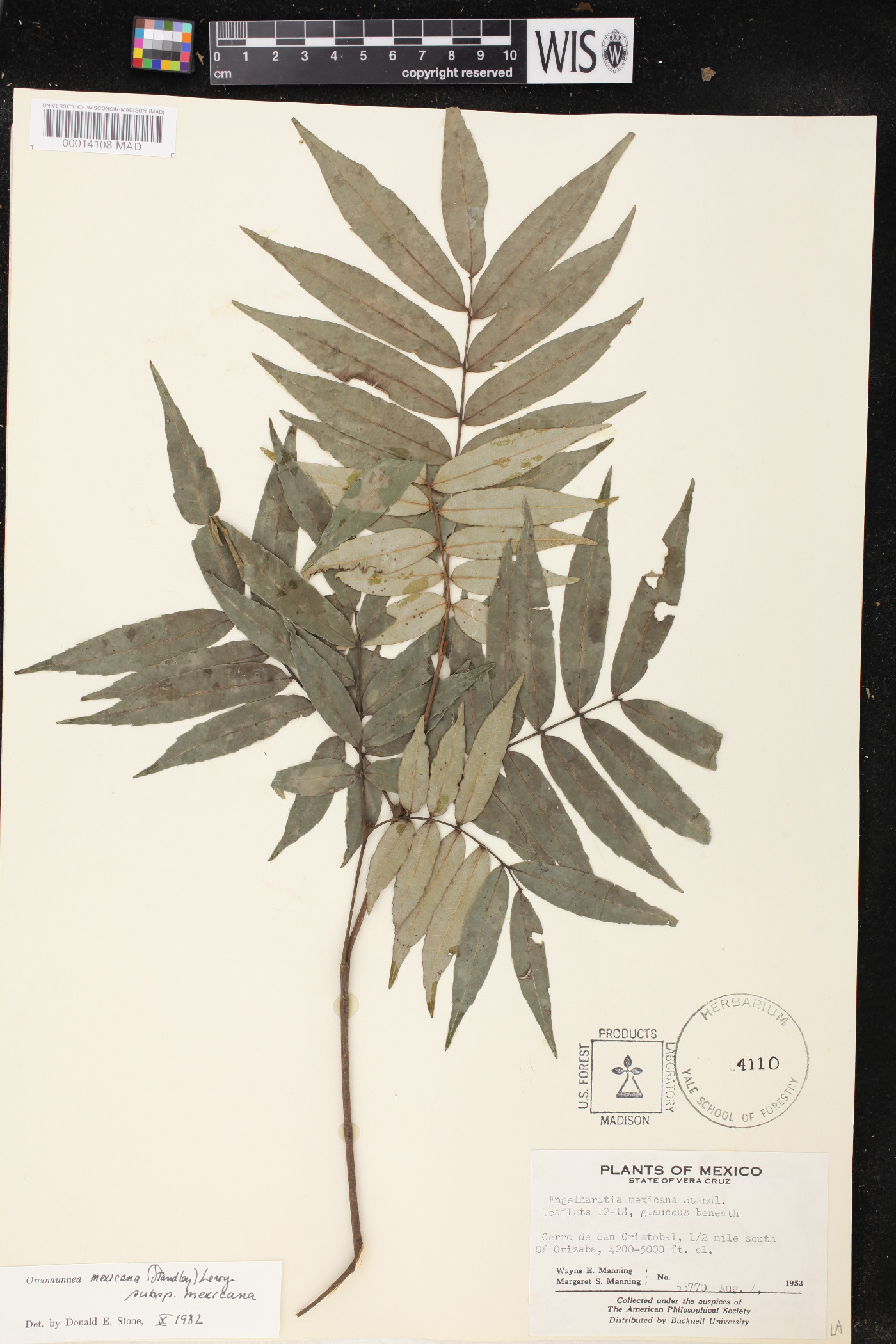 Oreomunnea mexicana subsp. mexicana image