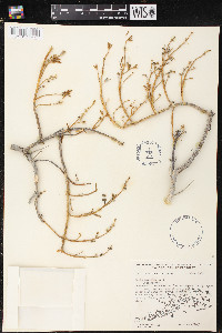 Batis maritima image