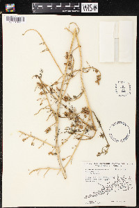 Batis maritima image