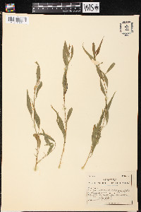 Image of Codonocarpus attenuatus