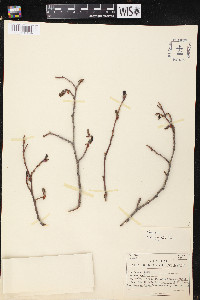 Alnus oblongifolia image