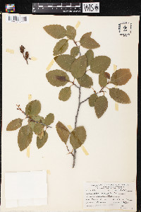 Alnus oblongifolia image