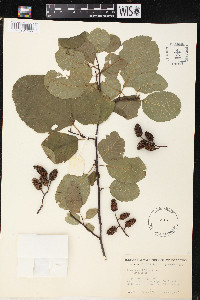 Alnus rhombifolia image