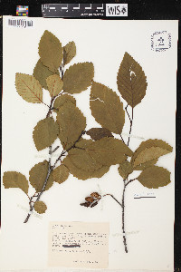 Alnus rubra image