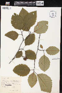 Alnus rubra image