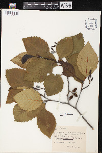 Alnus rubra image