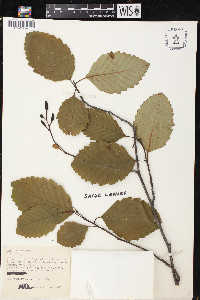 Alnus rubra image