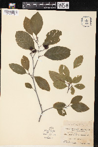 Alnus rugosa image