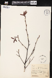 Alnus rugosa image