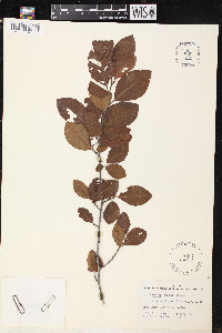 Alnus rugosa image