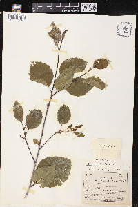 Alnus sinuata image